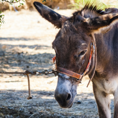 Jesus rode into Jerusalem on a donkey